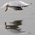 Seagull, Kuwait City, Kuwait